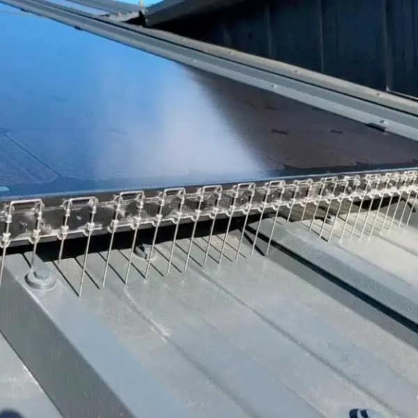 Solar Panel Bird Proofing Kent The Right Way